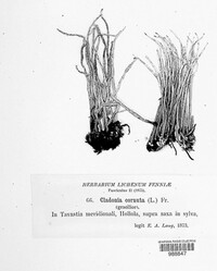 Cladonia cornuta image